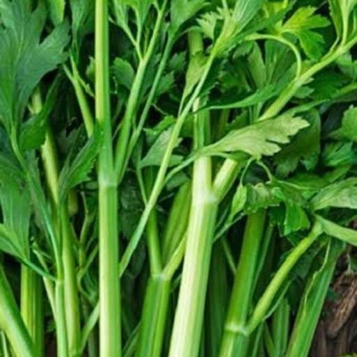 Daun Seledri 1 kg