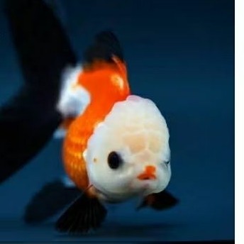 baby koki panda / ikan mas koki panda kecil FISHFARM