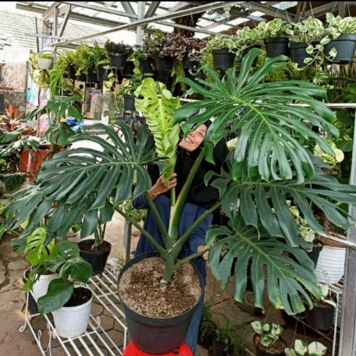 Bibit Tanaman Hias Monstera Deliciosa King - Bibit Monstera