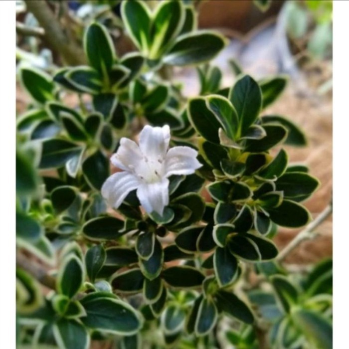 Tanaman bunga Hias hidup seribu bintang ready