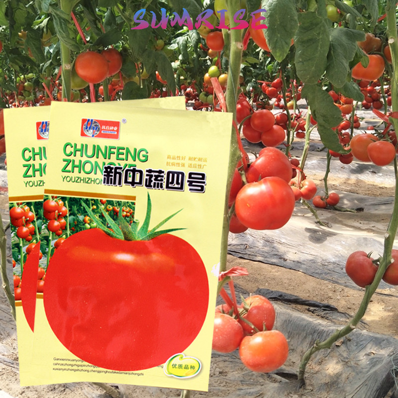 Benih Tomat Import Kemasan Original 3bungkus Varietas Tomat Besar Buah Bulat, Benih Sayuran Unggulan