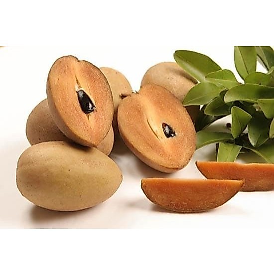 Bibit Buah Sawo Manila jumbo