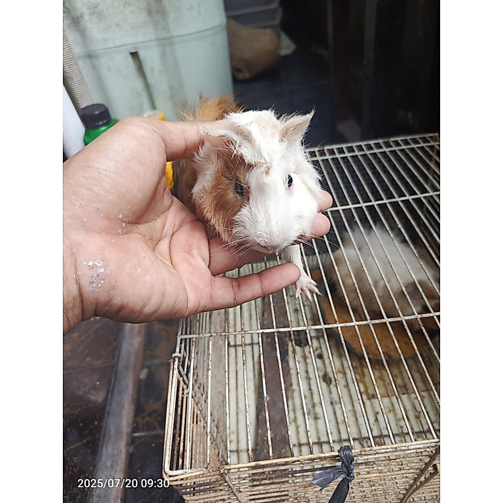 marmut abysinan ( marmut rambut jabrik )