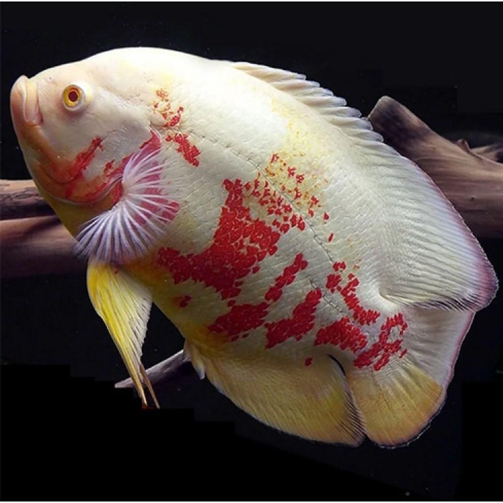 Baby Oscar Batik ( ISI 3 PCS ) albino good marking 6-8 cm