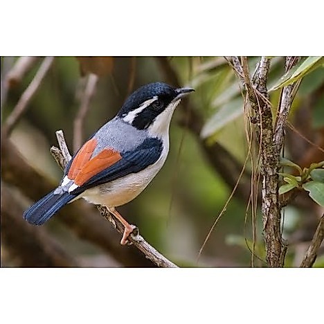 Burung Pentet Kembang