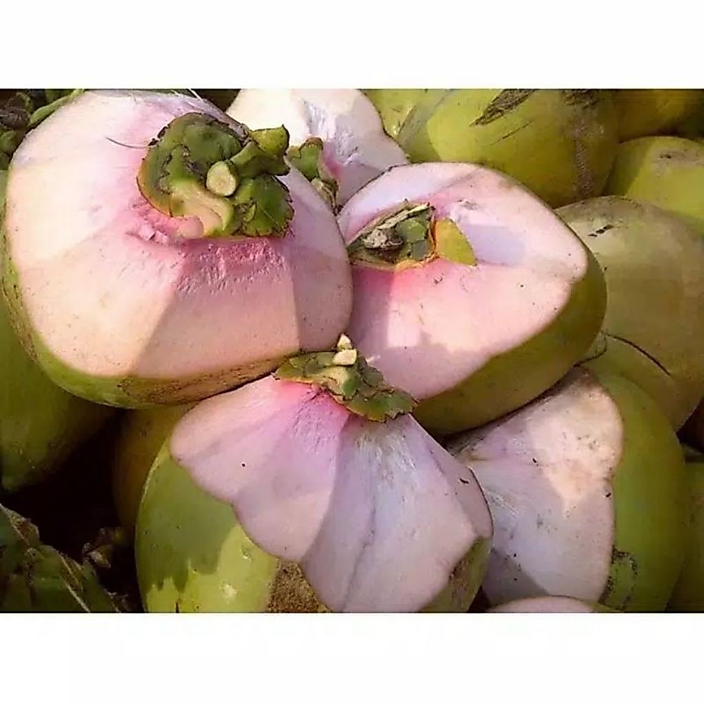 degan ijo serat merah kelapa hijau ( 1 buah)