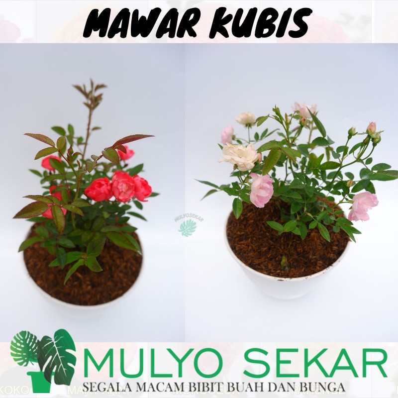 tanaman mawar kubis berbunga -  -Tanaman hias hidup Mawar kubis jepang - bibit tanaman hidup mawar j