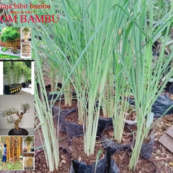 bibit sereh hijau bibit sereh bumbu bibit sereh masak bahan dapur