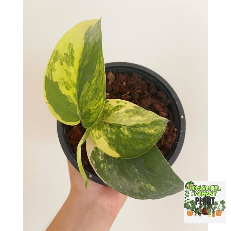 Scindapsus Jade Satin Variegata / Skindapsus Jadesatin varigata