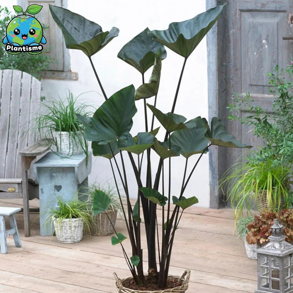 Tanaman Hias – Coffee Cup Esculenta Colocasia Tea Leaf Kuping Gajah Unik Plant Colocasia Esculenta