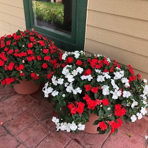 Tanaman Hias - New Guinea Busy Lizzie Impatiens Hawkeri Hybrid Pacar Air Gantung Rimbun Tahan Panas 