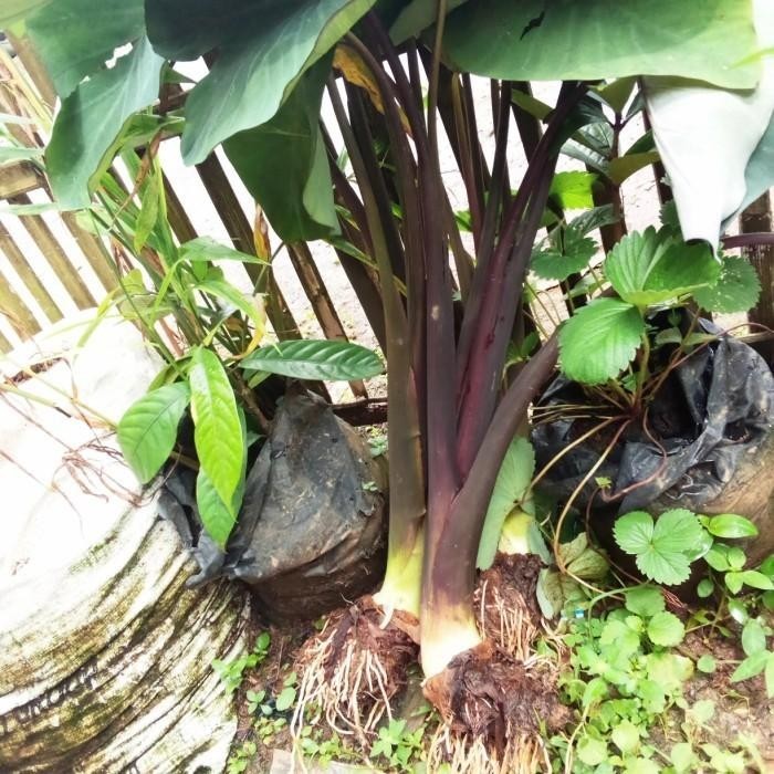 Bibit talas ungu/ lompong organik