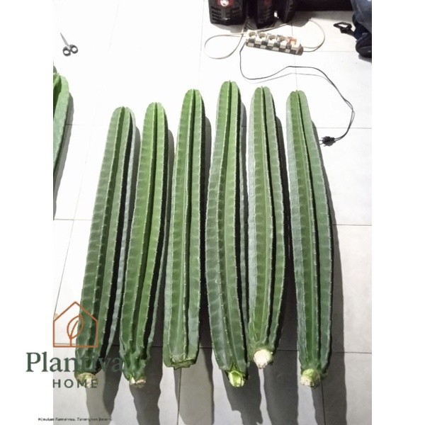 kaktus koboi besar kaktus koboi kaktus koboi (90- 99),(100-109cm) kaktus koboi tanpa duri