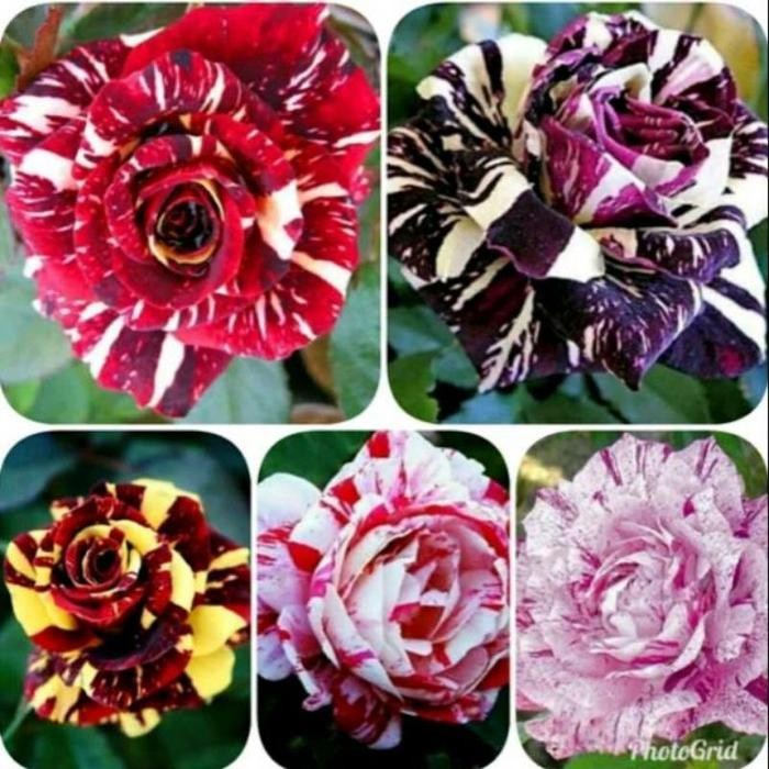 PROMOPAKET 5 MAWAR IMPOR//MAWAR HIDUP - BUNGA HIAS MAWAR - TANAMAN HIAS BUNGA - BUNGA HIAS - BUNGA H