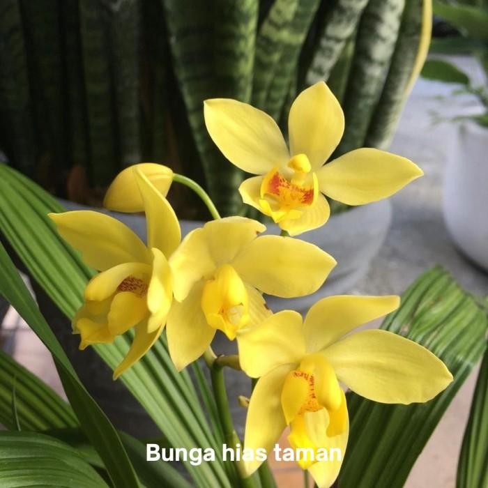 Tanaman hias anggrek tanah spathoglottis  Lemon - Bibit anggrek tanah
