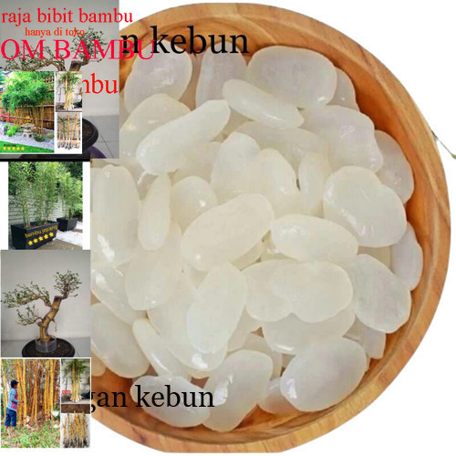 

Kolang kaling segar Kolang kaling super bahan manisan 1kg bersih besellr