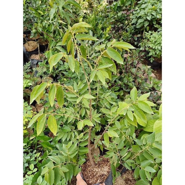 Bibit Tanaman Buah Ceri Kersen / Ceri Kersen Baleci