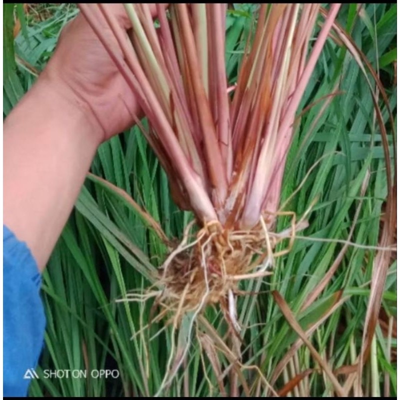 

Sereh wangi segar 1 kg murah