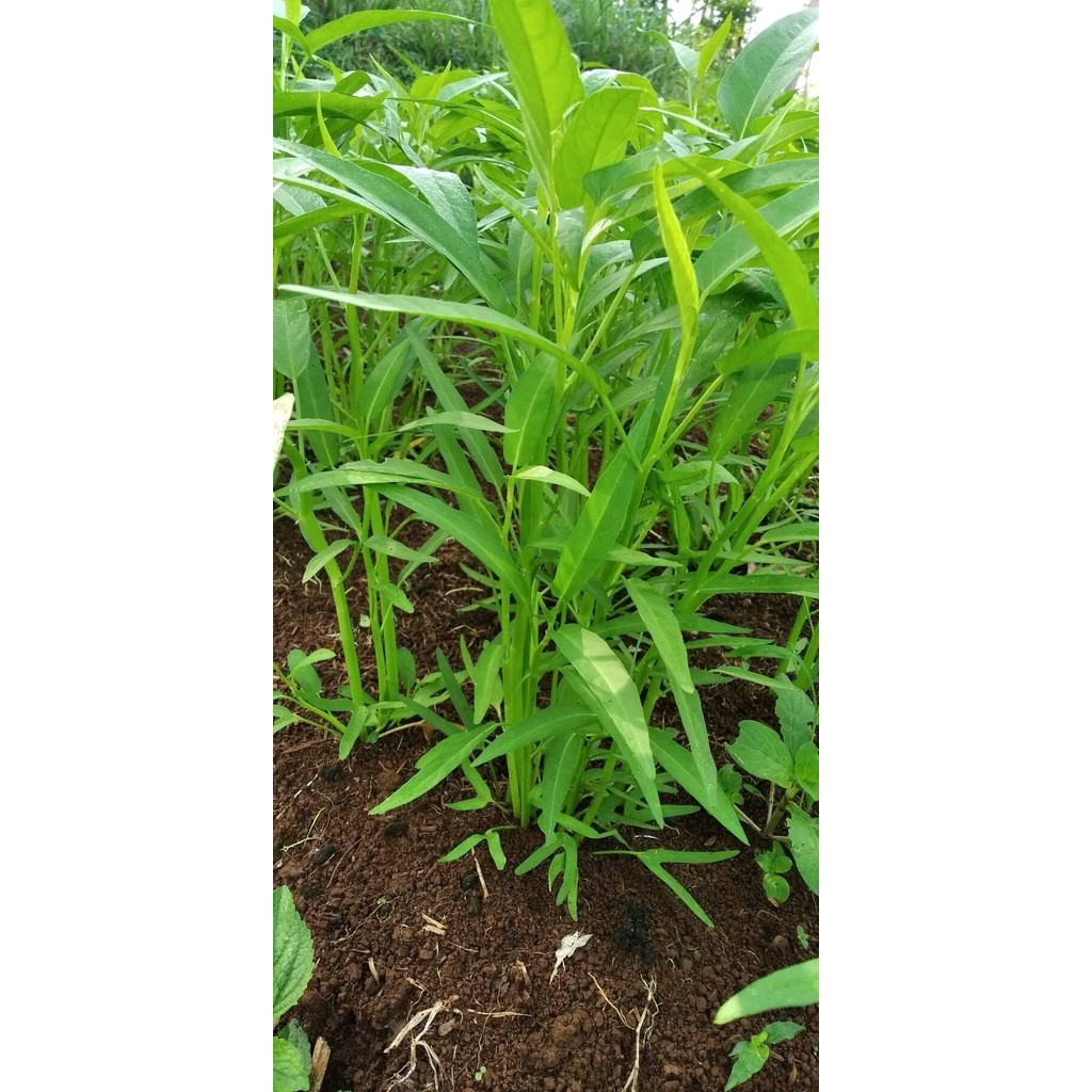 100biji benih kangkung super / bibit kangkung