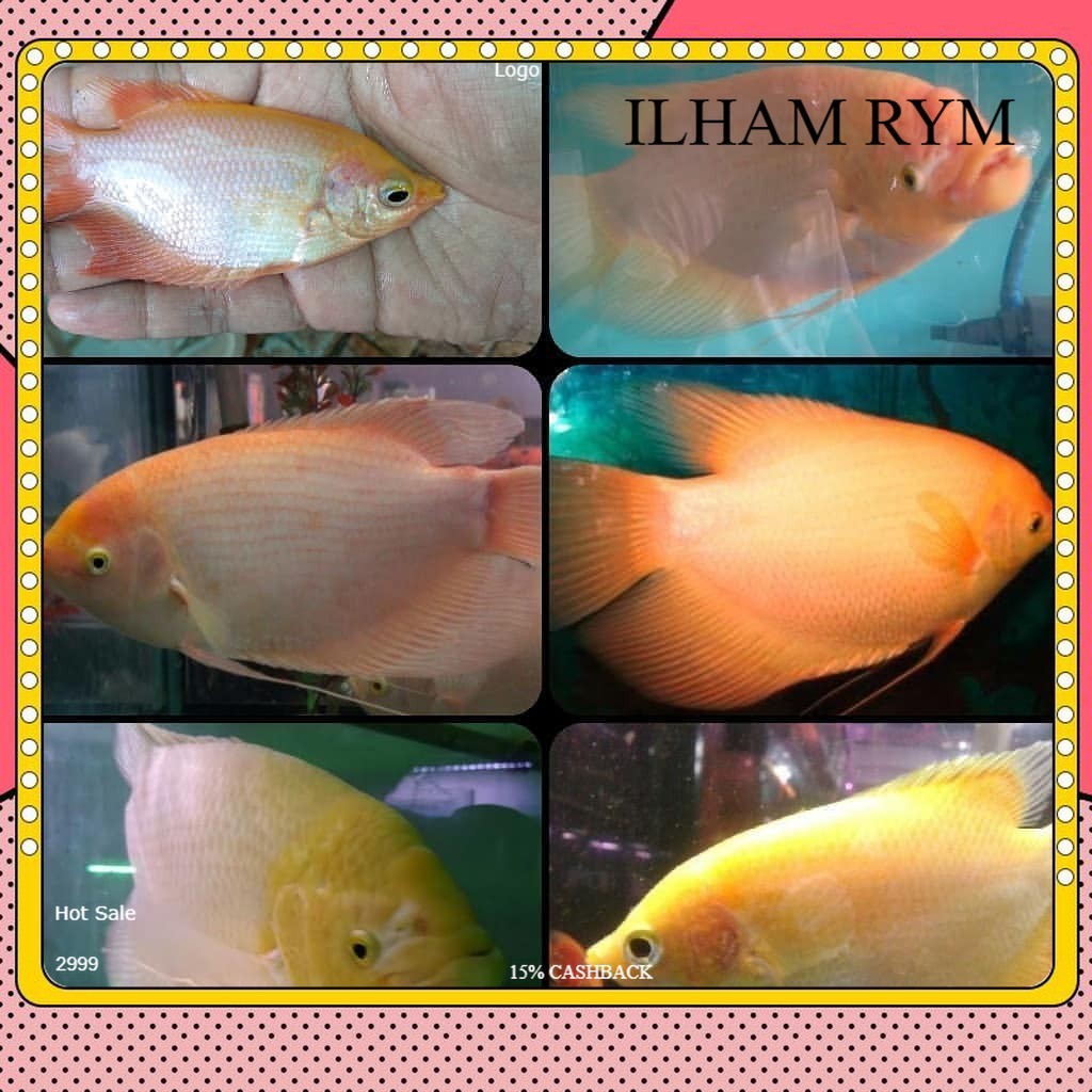 akuarium hiasan gurame padang 2 3 jari gen albino jenong tankmate