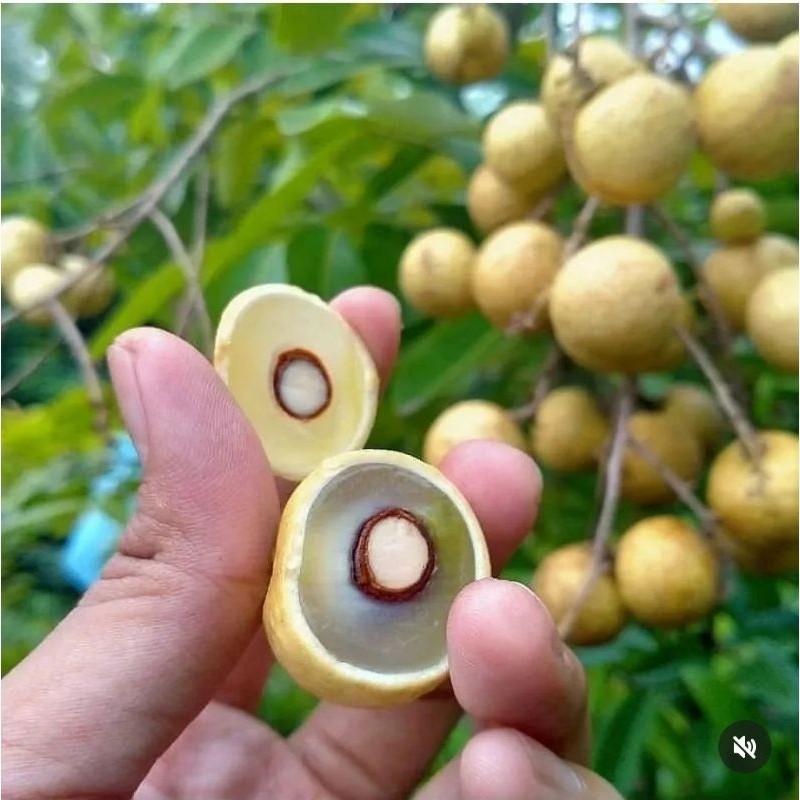 Indukan Kelengkeng Matalada PERNAH BERBUAH BATANG BESAR