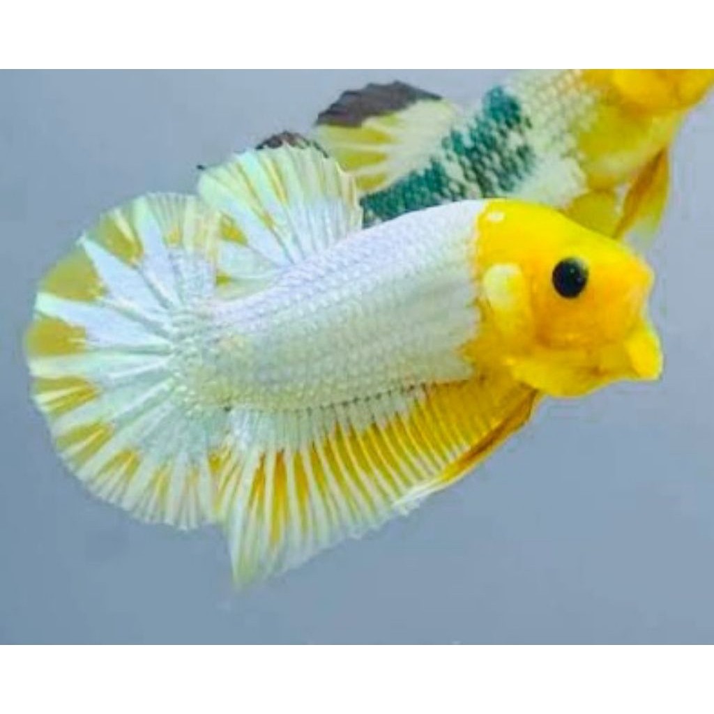 AKSESORIS AQUARIUM SEPASANG CUPANG PLAKAT YELLOW FCCP