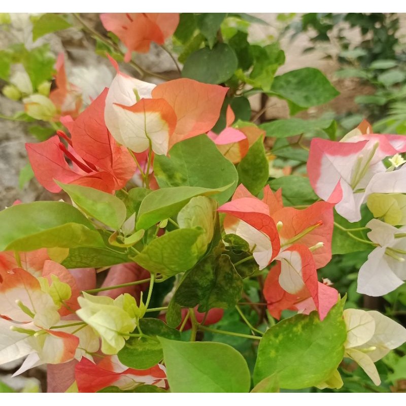 Bougenville Maharani