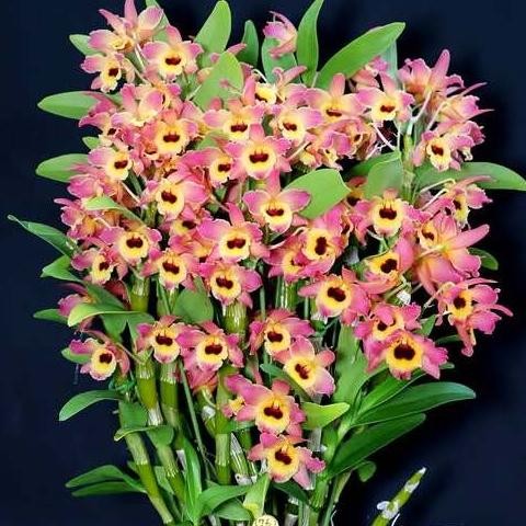 (BISA COD) Anggrek Dendrobium - Dendrobium Nobile Anggrek Wangi Dendro Wangi- Bunga Hias Anggrek - 7