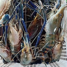 Udang Gala 1Kg Udang Gala Segar Udang Galah Segar Udang Galah Jantan Betina