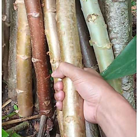 Bibit Singkong Karet Superan | Bibit Stek singkong Karet