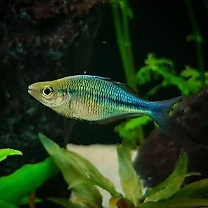 IKAN RAINBOW BIRU LACUSTRIC 5-6CM