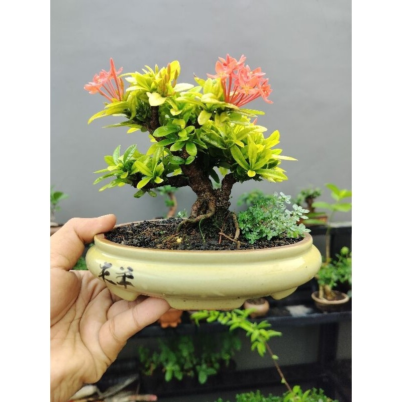 bonsai Asoka mame     Berkualitas