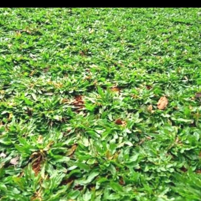 RUMPUT GAJAH MINI PER 1METER