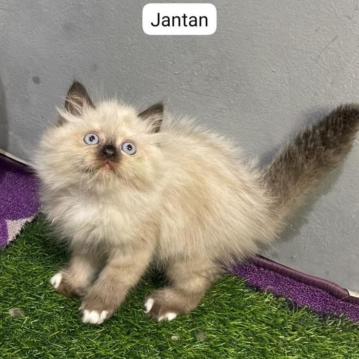 kucing himalaya jantan dan betina 2,5 bulan gemoi