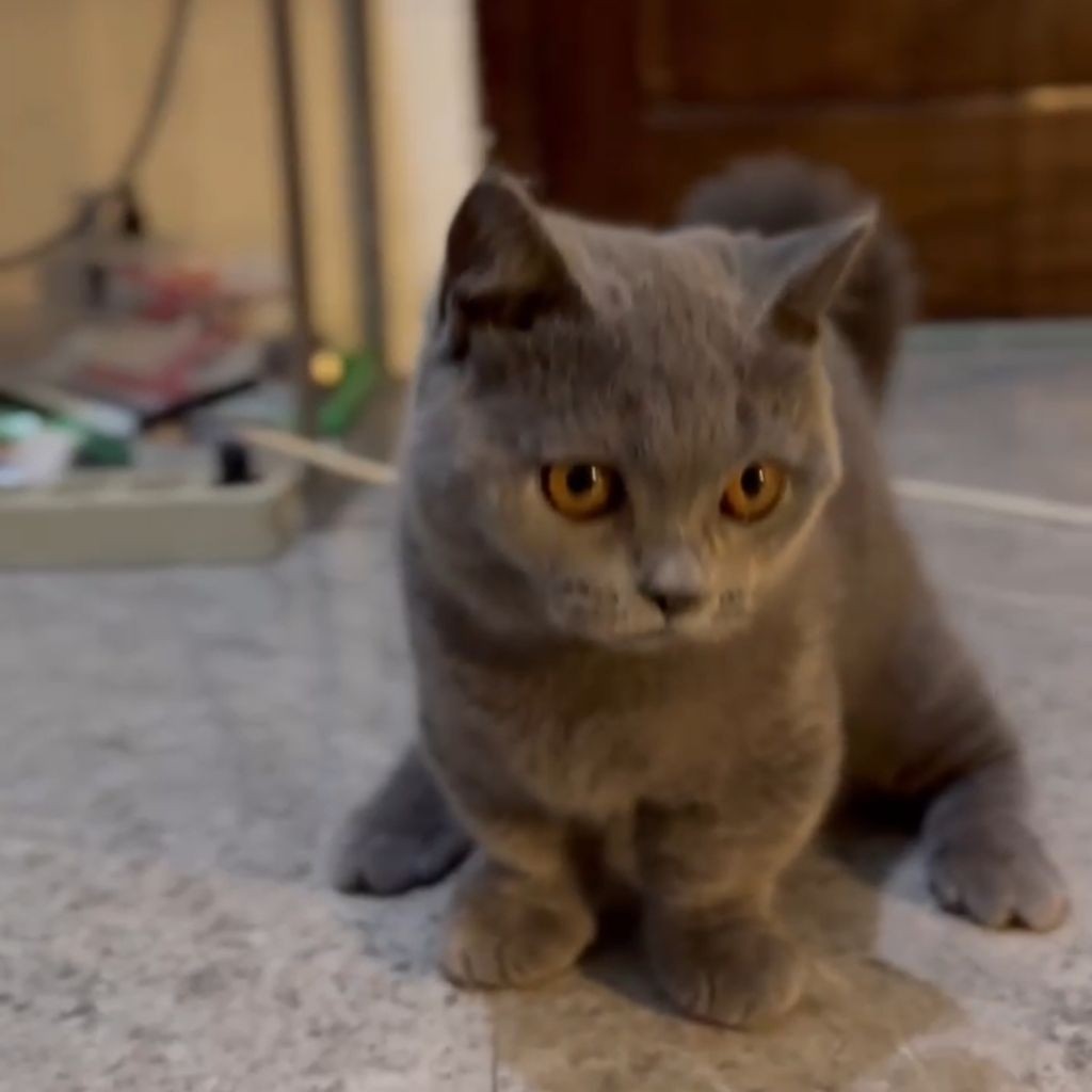 kucing bsh munchkin jantan blue solid | kitten bsh munchkin lilac