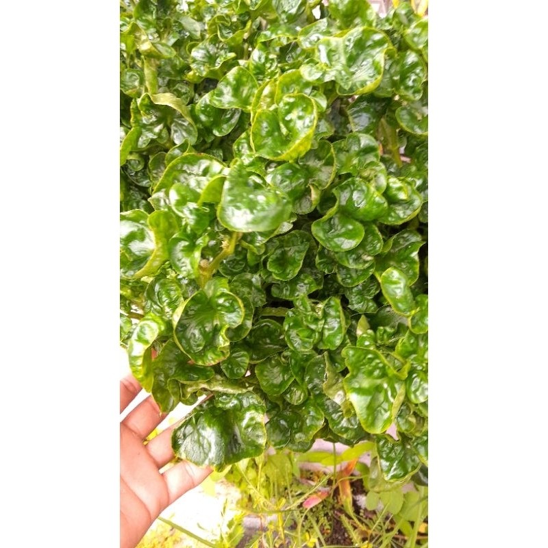 

BAYAM BRAZIL FRES MURAH 500 gram