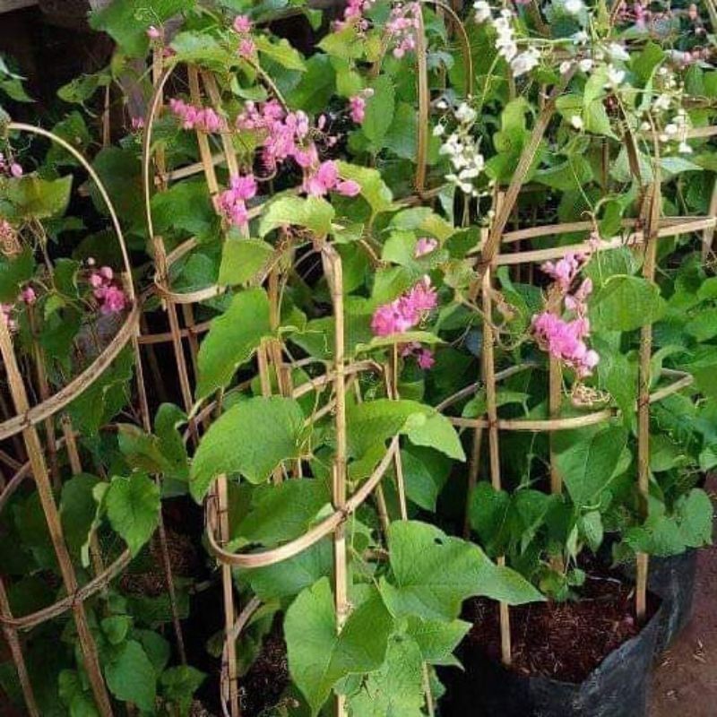 Bibit Tanaman Bunga Air Mata Pengantin (Dewasa)