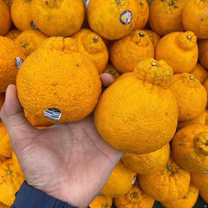 

Jeruk dekopon australia fresh manis segar bulur banyak air 1 kg