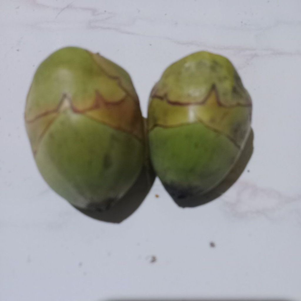 

[20PCS] CEMBULUK/BULUK/BAKAL KELAPA FRESH OBAT HERBAL KOLESTEROL TRADISIONAL