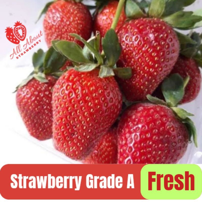 

Buah Strawberry Organik Fresh Grade A