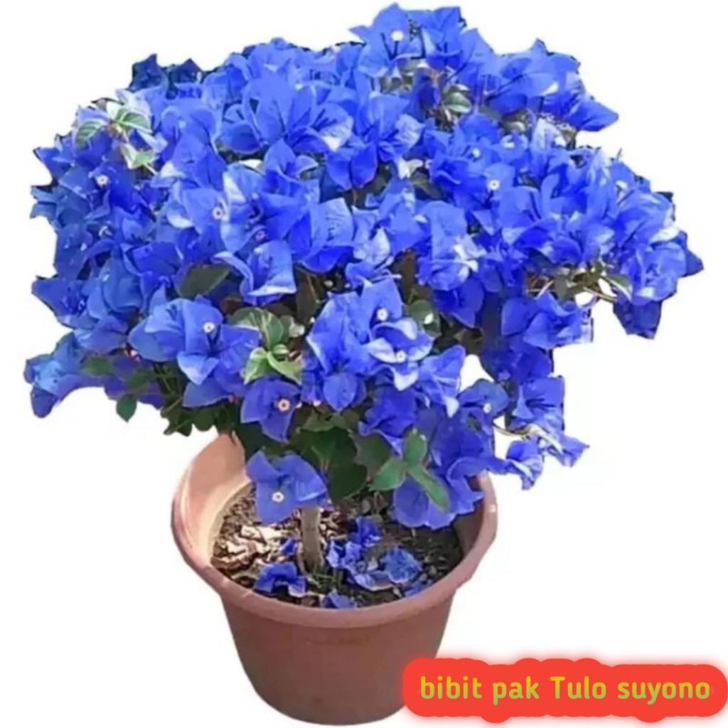PROMO m TAMAMAN HIAS BUGENVIL BUNGA KERTAS SOFT BIRU//BUNGA BIRU