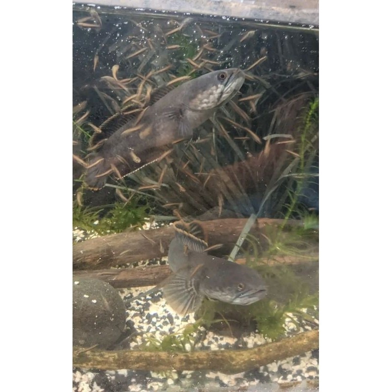 HOBI PAIR JUMBO SUPERChana Limbata Pair Proven Jumbo(bergaransi)Anakan Banyak