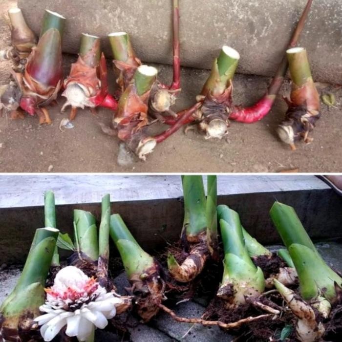 Bibit kecombrang Honje Merah Dan Hijau Siap Tanam - combrang merah - Combrang hijau