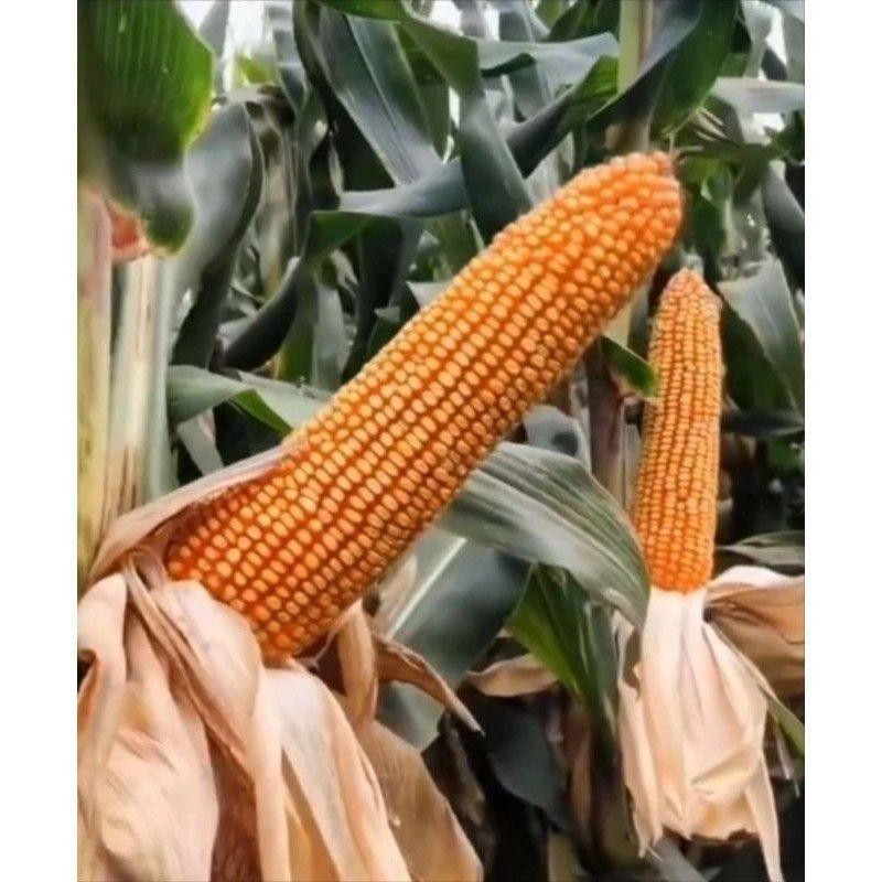PROMO 1 KG BENIH JAGUNG RAKSASA JEPANG (HOKAIDO CORN) SUPER