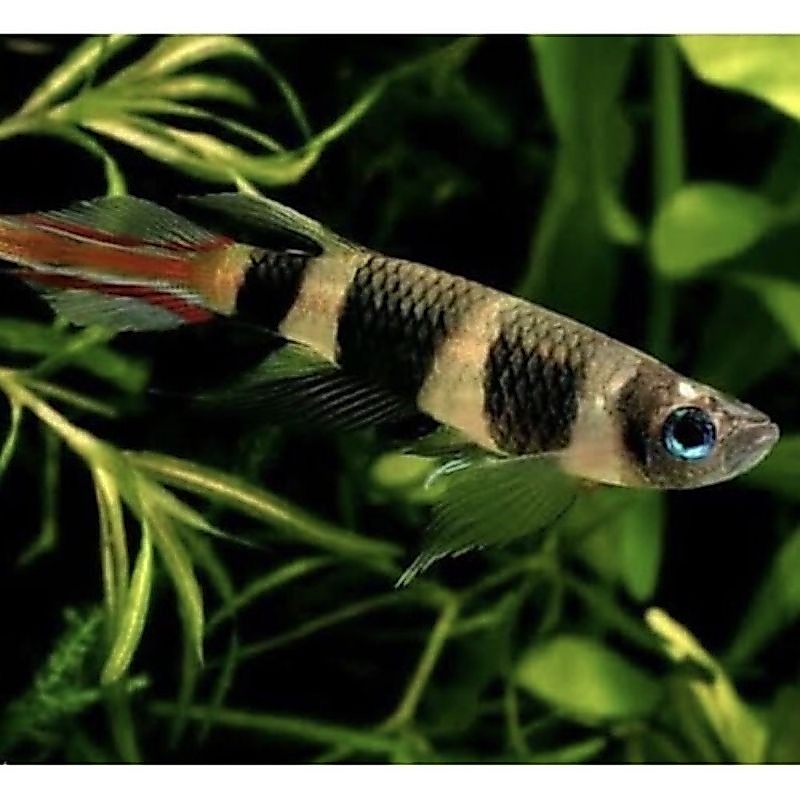 hiasan aquarium ikan anulatus roket isi 10