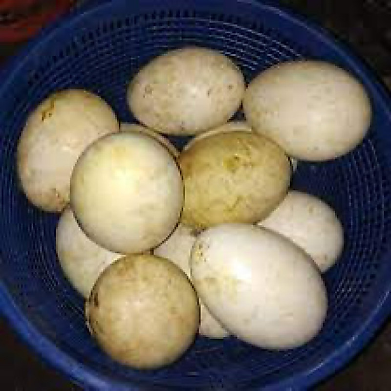 TELUR ANGSA TEMBUHUK/TELUR ANGSA BUSUK/TELUR ANGSA FRESH