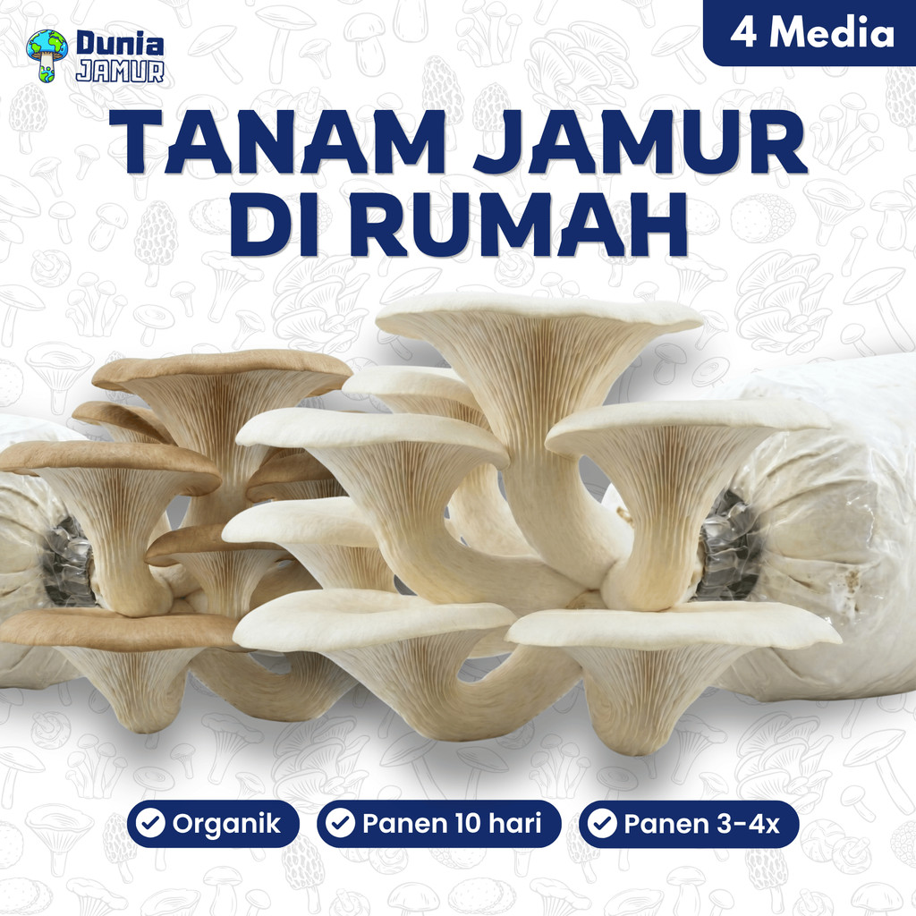 Grow Kit Jamur Tiram Organik Isi 4 Media | Baglog Jamur Siap Tumbuh Urban Farming Berkebun Anak Eduk