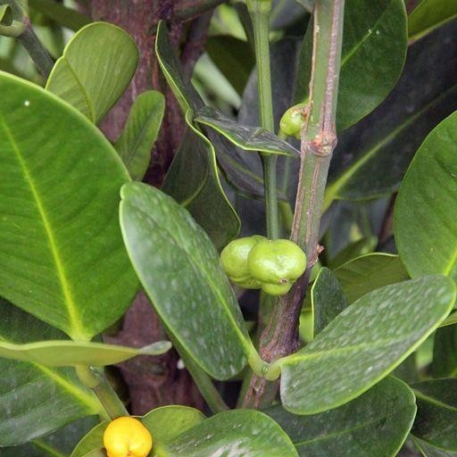Pohon Garcinia Cambogia - Tanaman Hias Pohon Garcinia Tinggi 120 Cm     Berkualitas