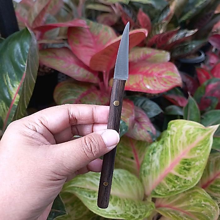 Pisau Cacah Tanaman Aglaonema Stainless Steel Handle Kayu Sonokeling