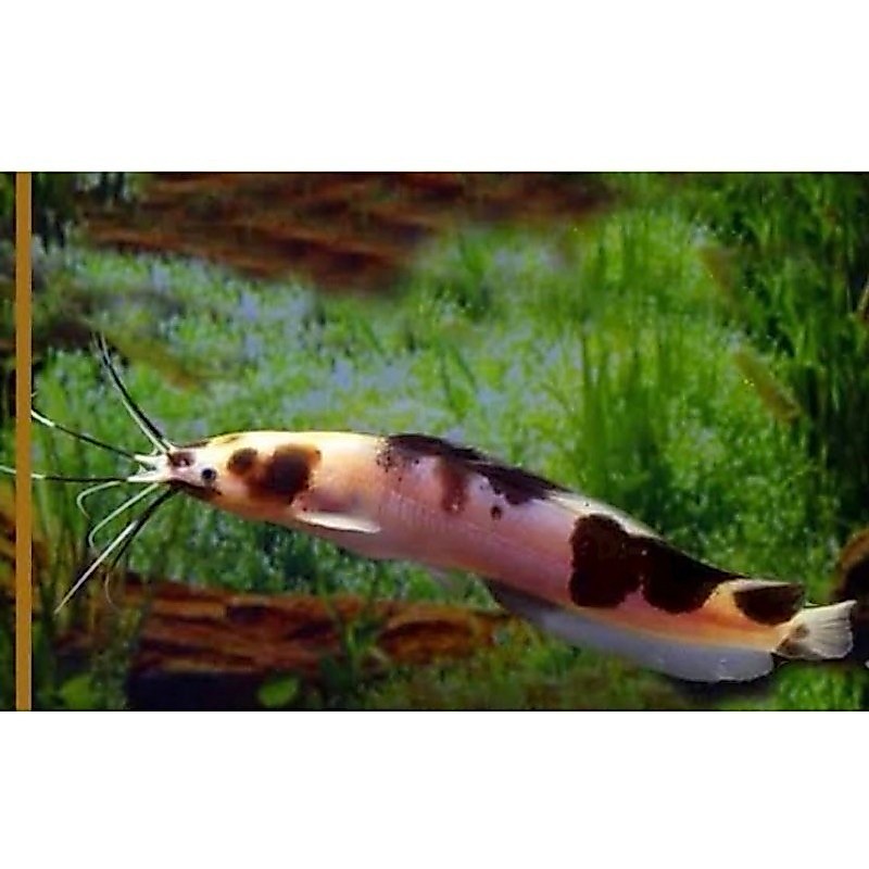 PAKET 10 EKOR LELE ALBINO PANJANG 5-8 CM HIASAN AQUARIUM